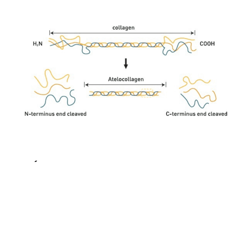 Manla Kar can be utilized to temporarily restore soft tissue in uneven areas , including facial wrinkles and folds, through injection. The primary ingredient in Manla Kar is Atelocollagen, known for its non-allergenic properties, as it lacks telopeptides—the main triggers of immune responses—in native collagen. No antigenicity Excellent biosynthesis